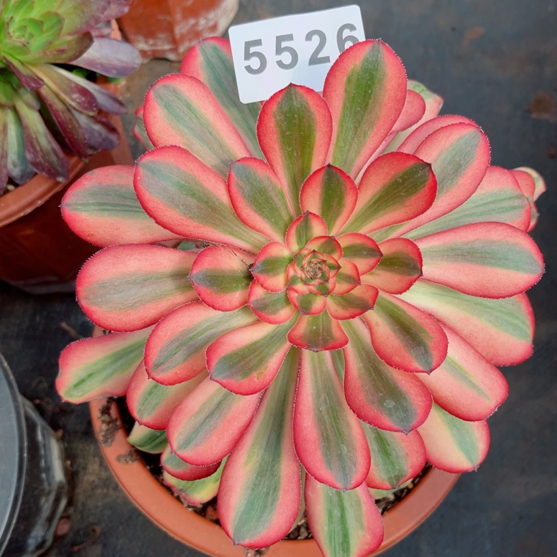 初恋多肉发货发货