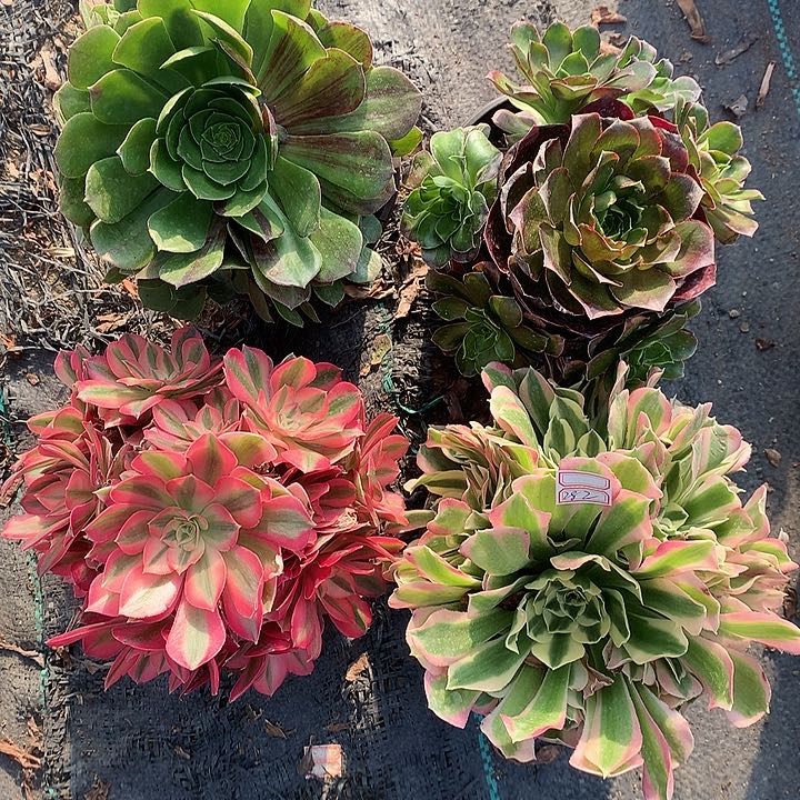 282四颗多肉植物