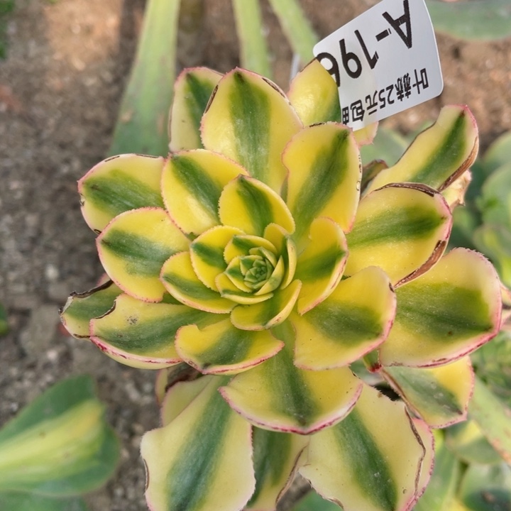 196 太阳升嫁接有砍多肉12345678