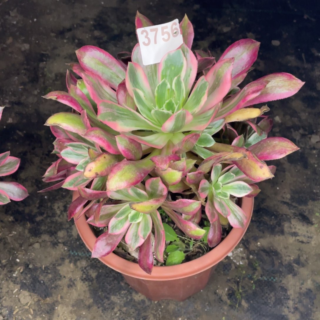 3756号浣纱手捧花