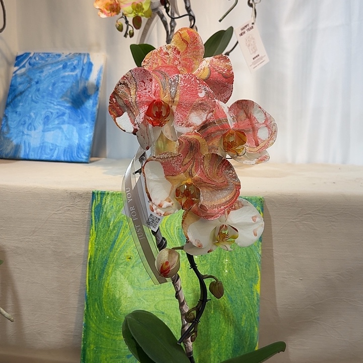 完全开放蝴蝶兰一物一拍