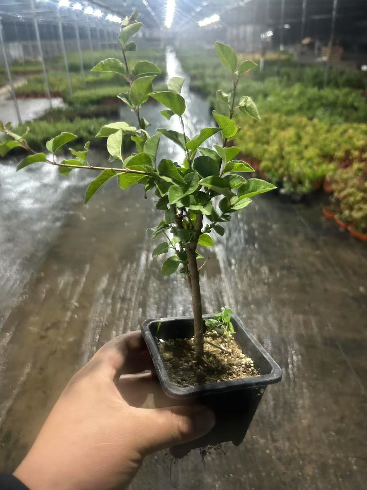 原生紫定香小盆景