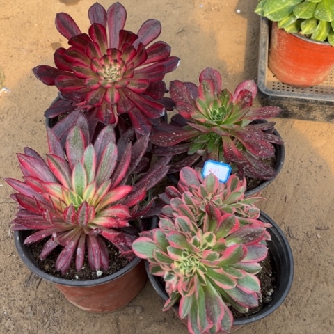 381多肉植物组合