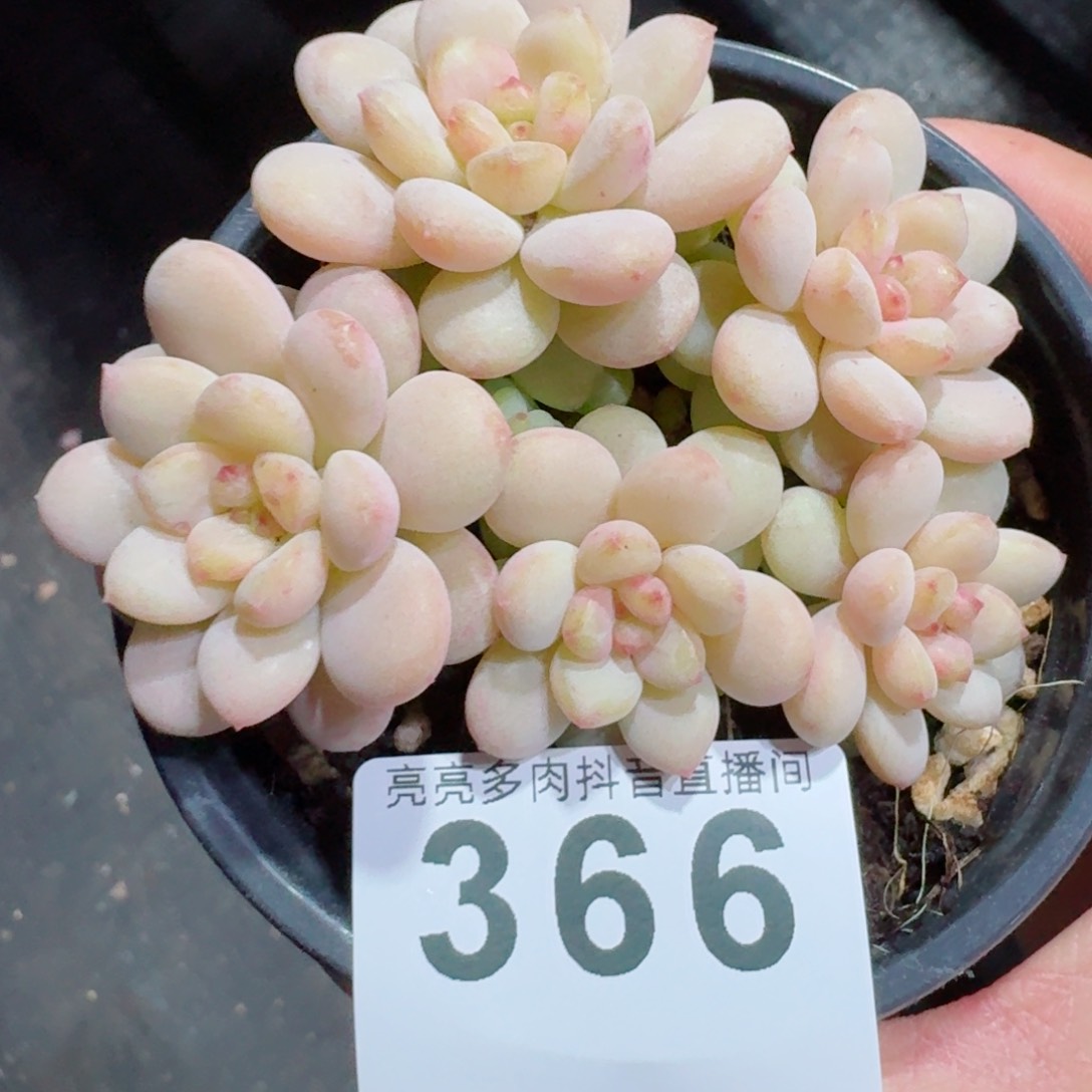 阳光玫瑰         精品多肉