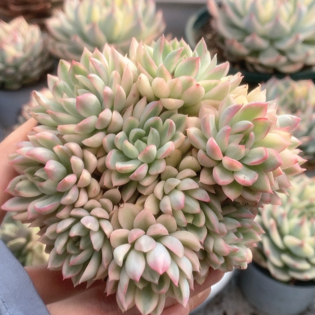 155女雏锦锦锦锦锦锦