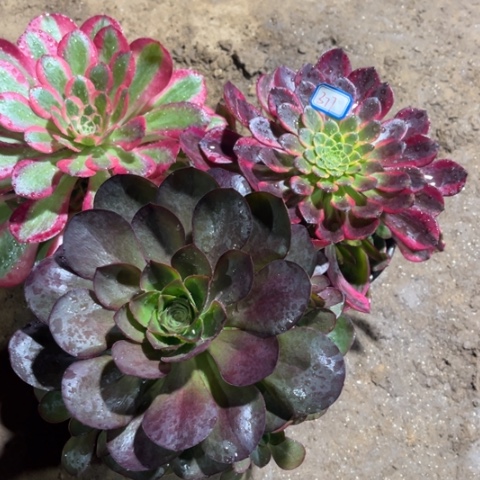 377多肉植物组合