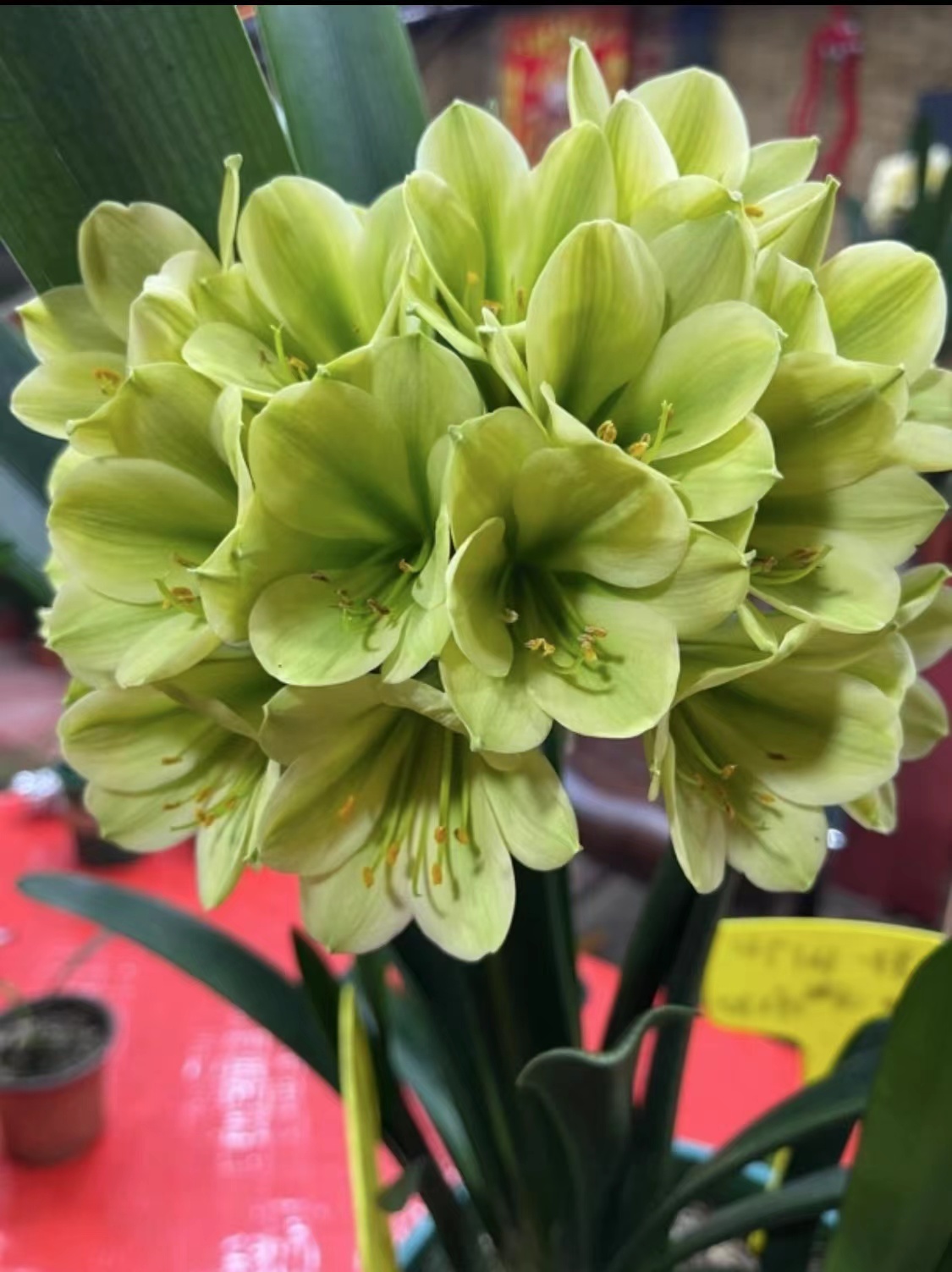 绿色君子兰室内高端绿植好养活