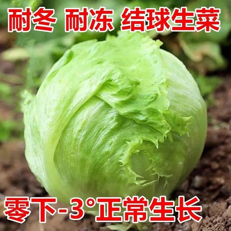 【结球生菜种子】奶油包心生菜四季西生菜脆甜四季蔬菜种子大全