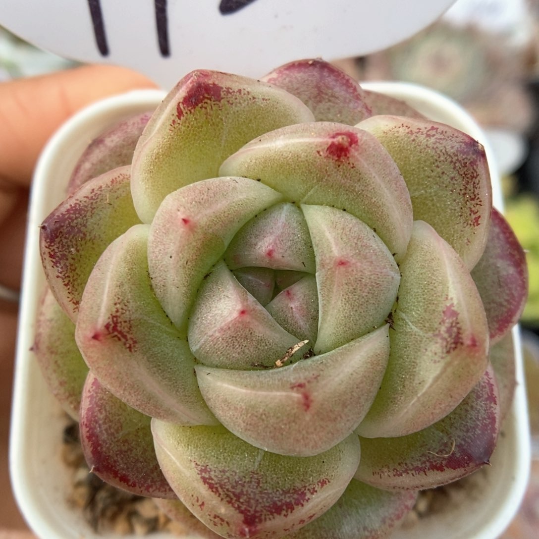 珍妮麦秆可拍992号。