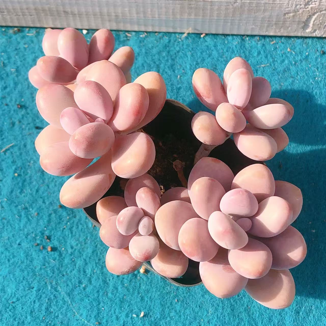 多肉植物  群生桃蛋一颗（尺寸5-6左右）满28包邮除偏