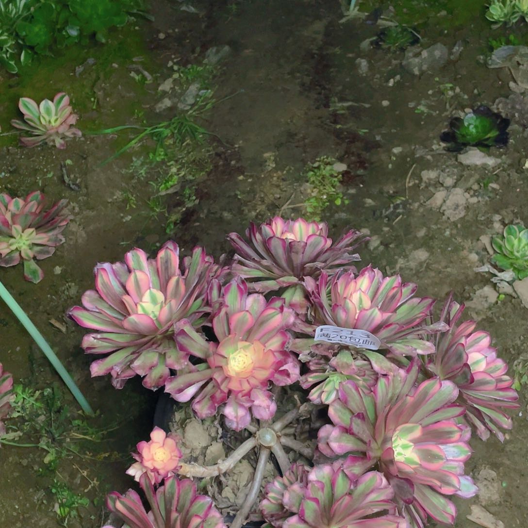 213红铜白无主头多肉