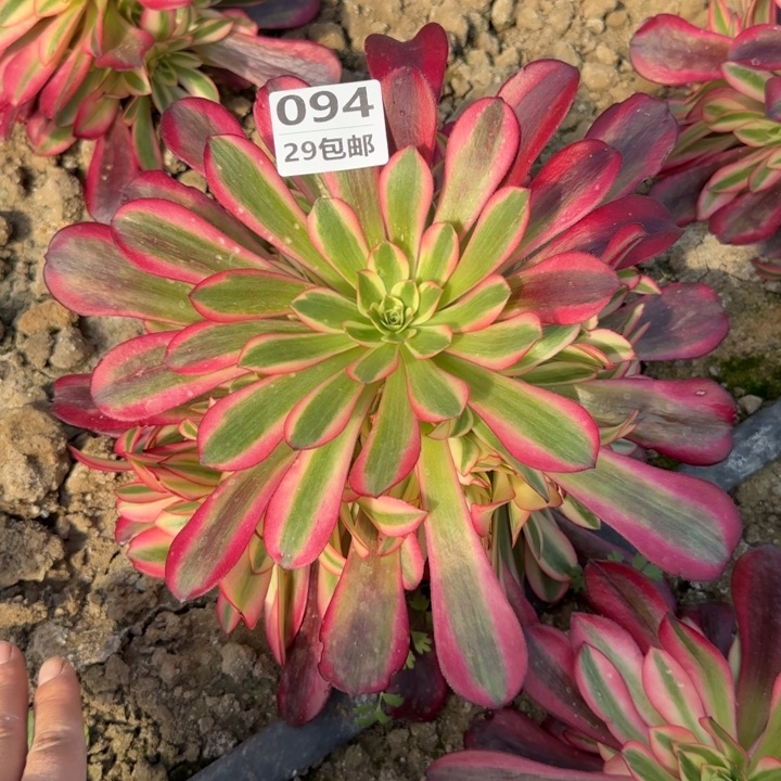 美杜……多肉植物……