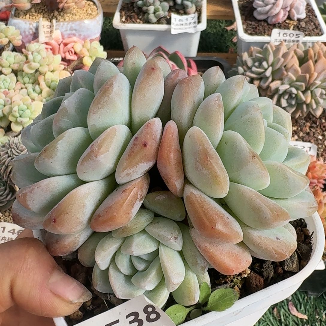 1538一物一拍（满28包邮）