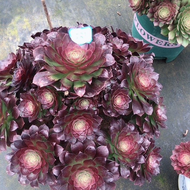 531黑膜多肉法师多肉