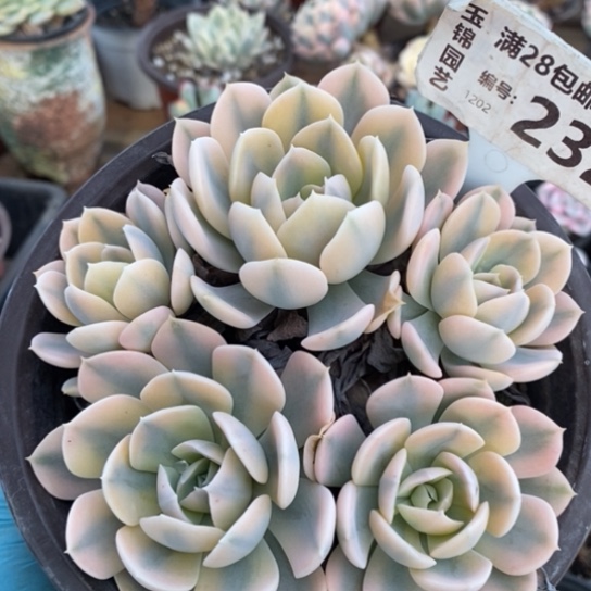 232一一一一一一一一一一一