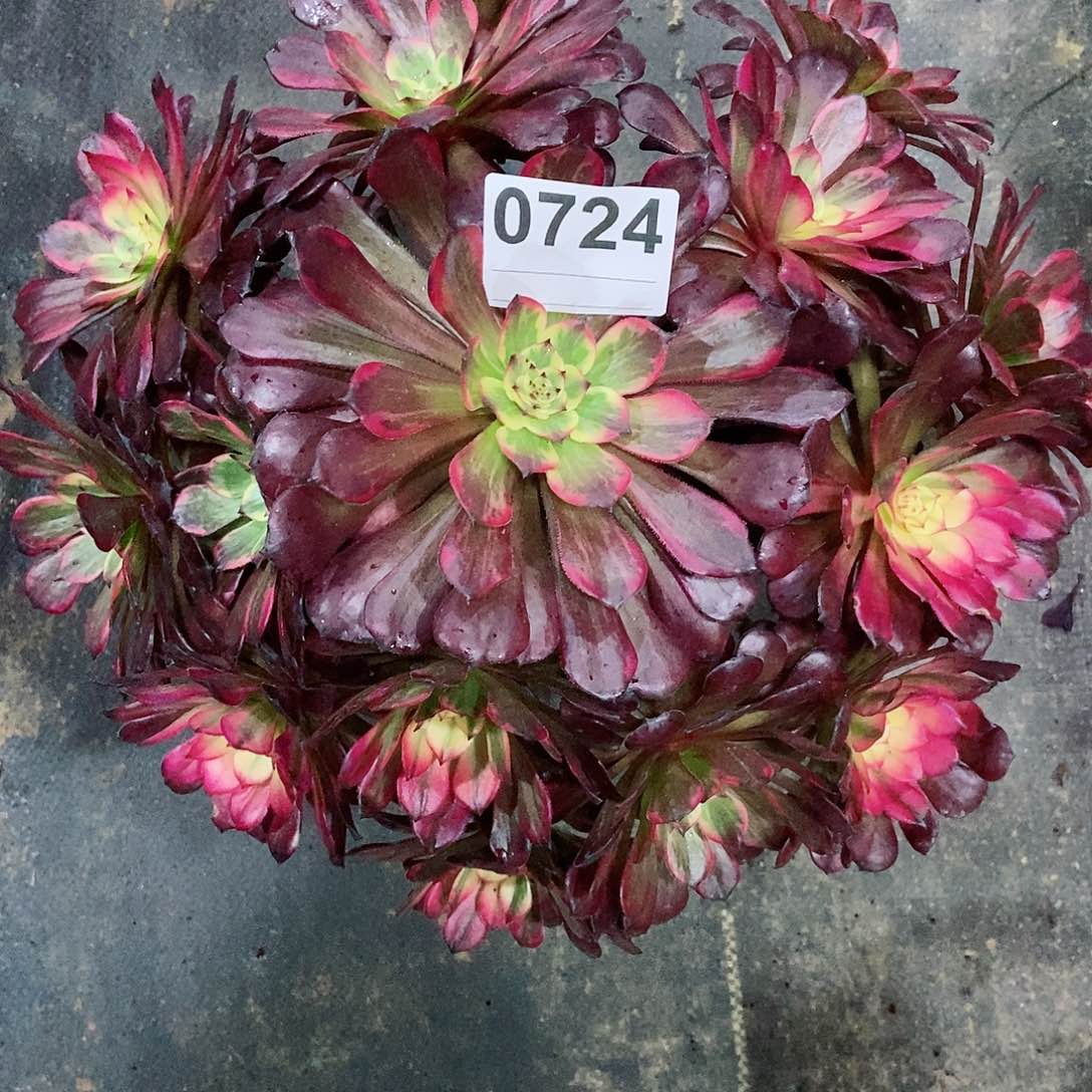 红陶0724烟花3多肉