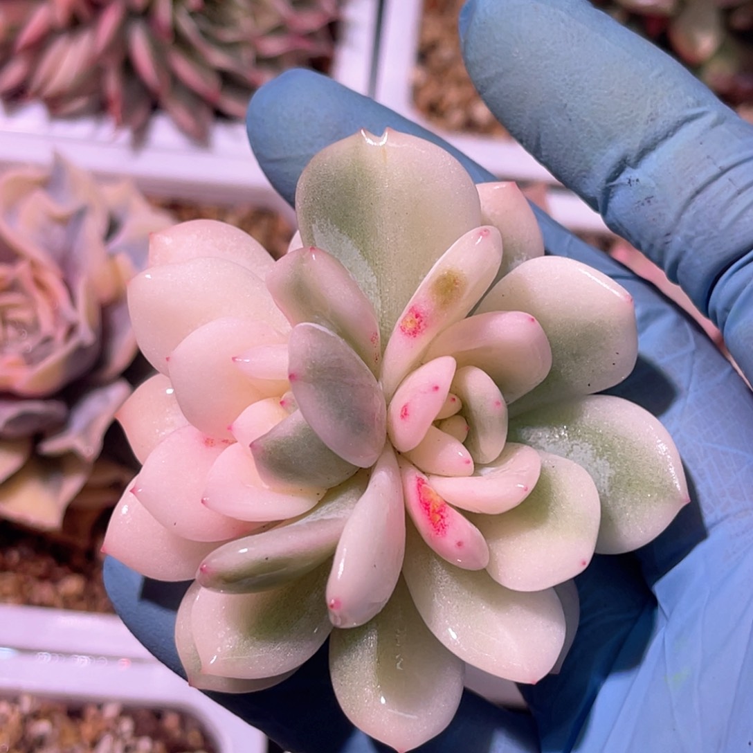 多肉特价梦露锦头盖