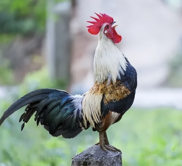 【改价链接】土鸡 土公鸡土母鸡散养溜达鸡