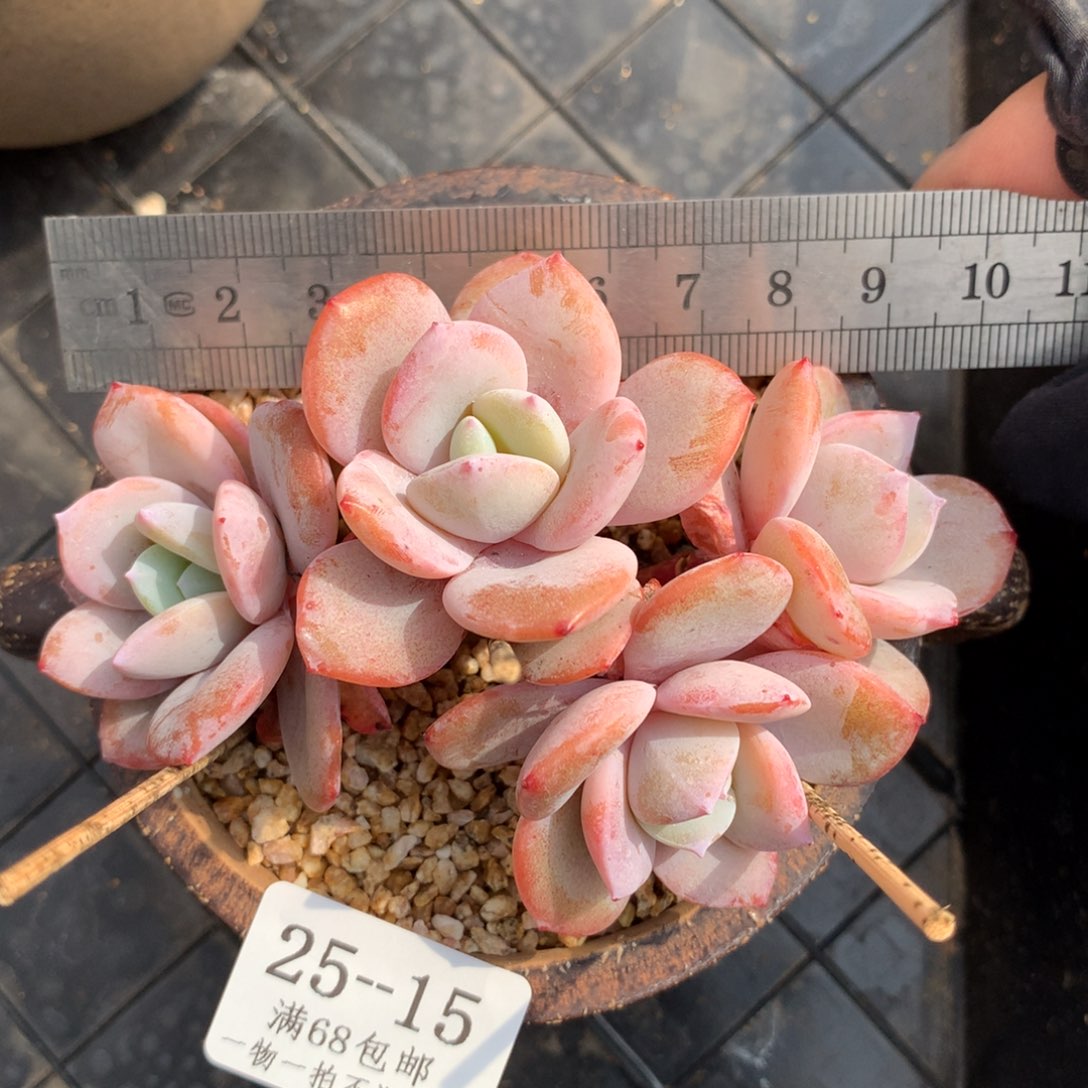 15。整桩四头奶茶。无砍群。