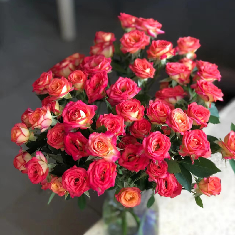 【爱丽丝】多头小玫瑰鲜花玫瑰花花束云南昆明基地云南直发鲜花