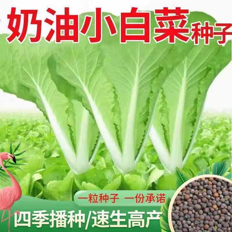 【全店满3包包邮】小白菜种子速生奶油小白菜种子秋冬季耐寒菜园田