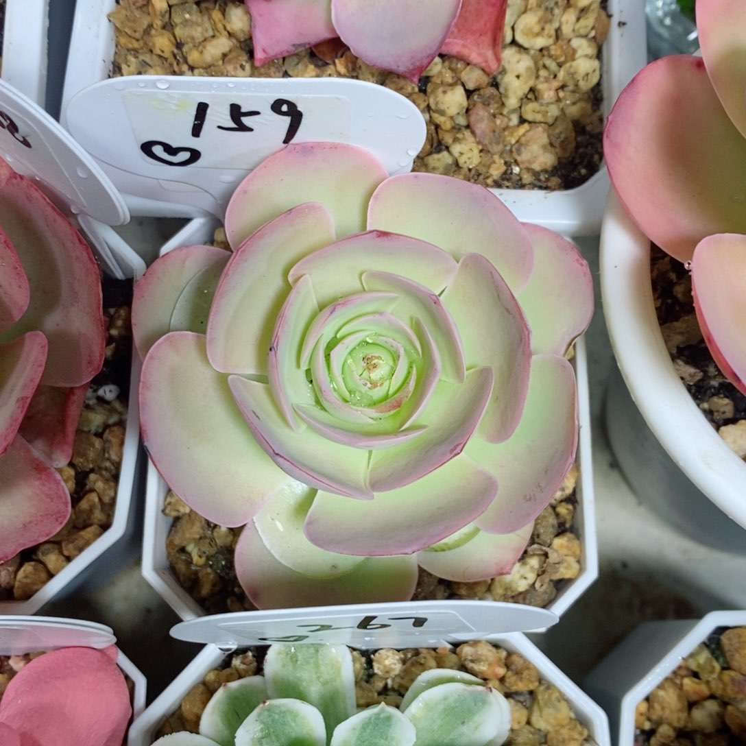 锦鲤。     159。