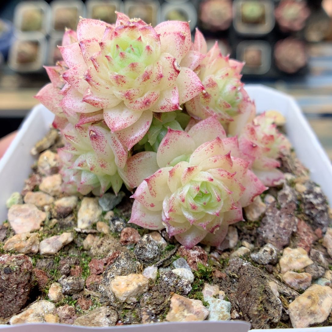 G85 ，20包邮两天凑单偏远不发货