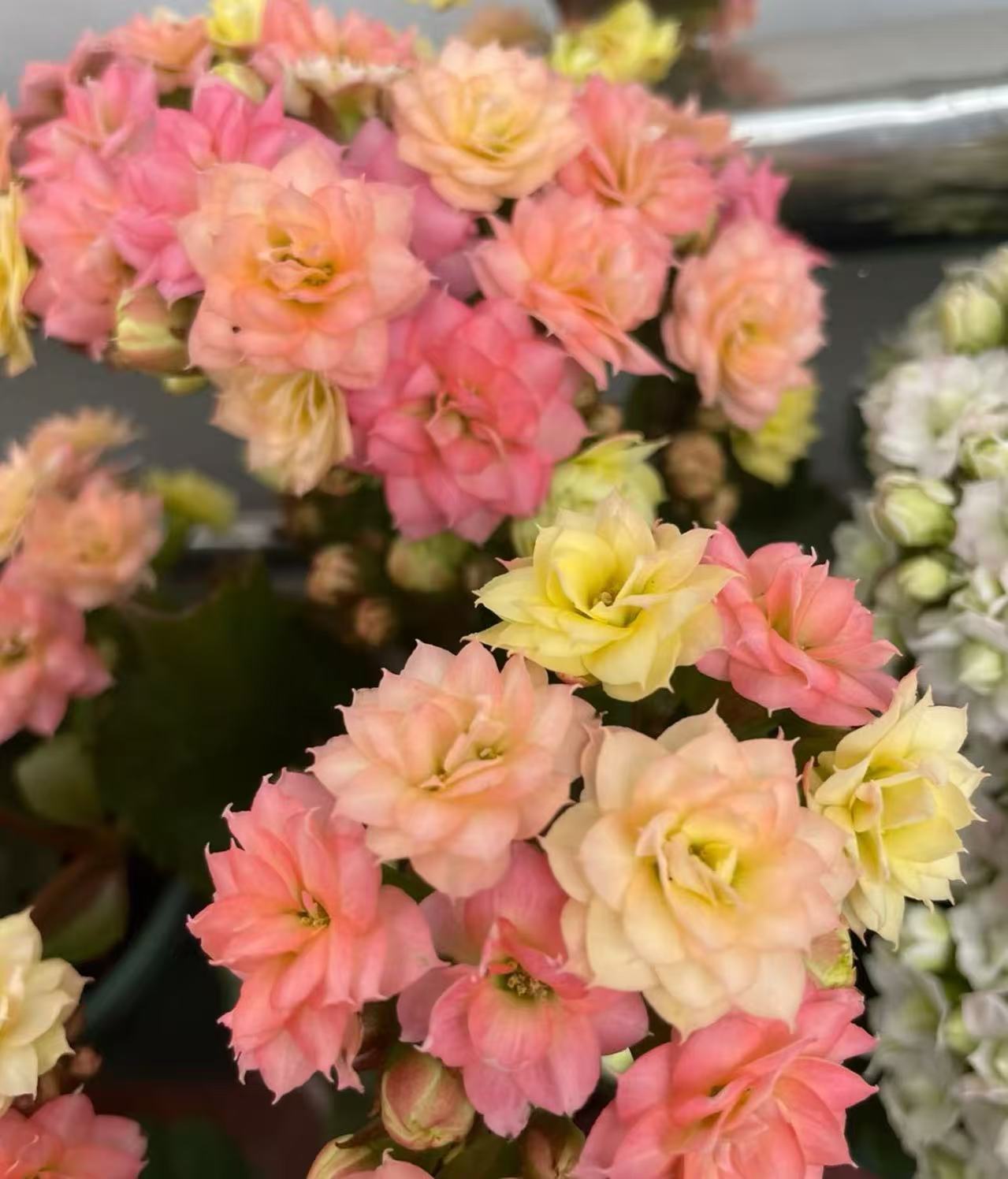  【李先生】金牌变色龙~长寿带花苞（直播间展示为准）