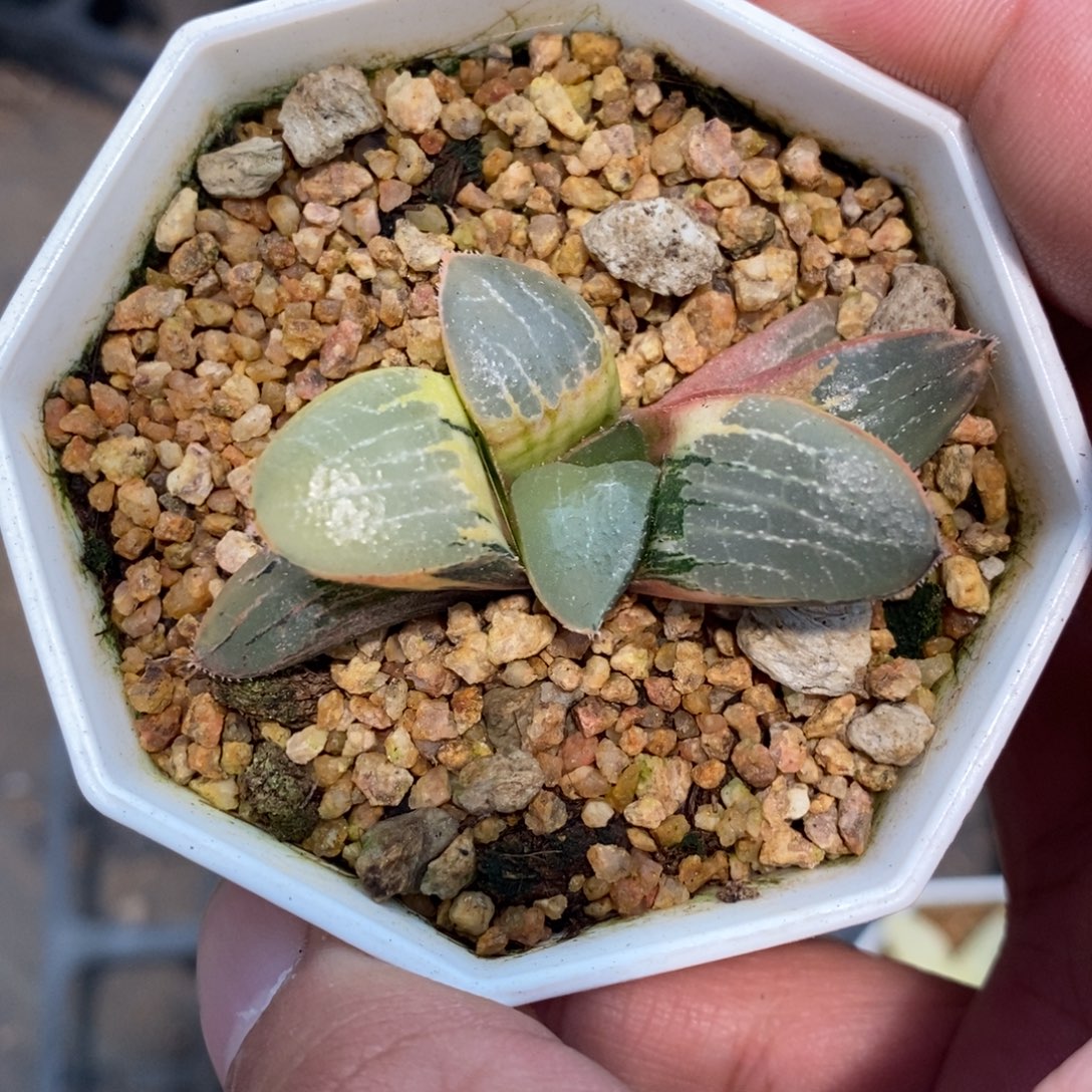 一颗实生磨面寿锦 