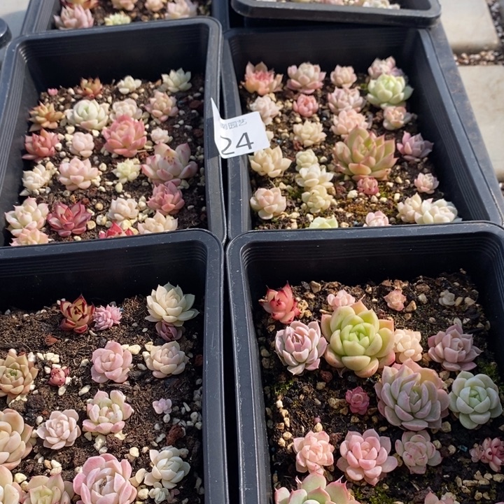 24 多肉植物盆栽植物