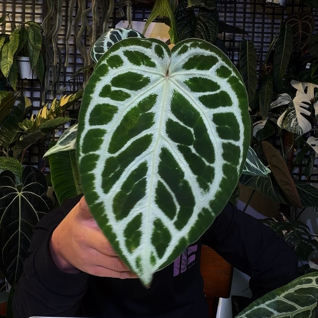 完全开放X199草莓心