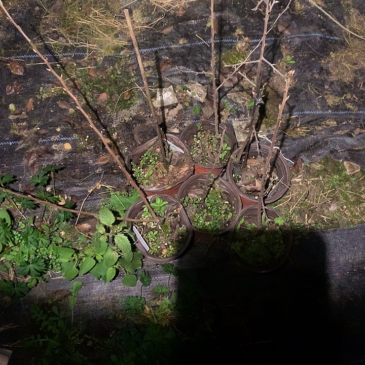 无花朵葫芦大果28.8