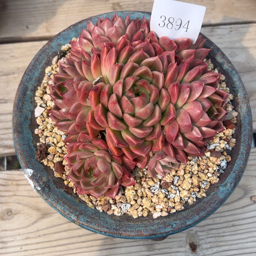 宇*3894多肉多多多多多多