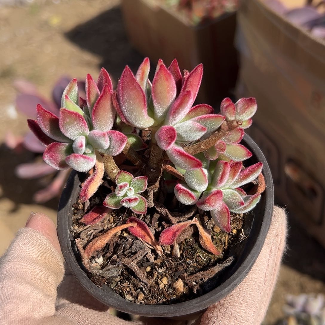 多肉植物多肉植物