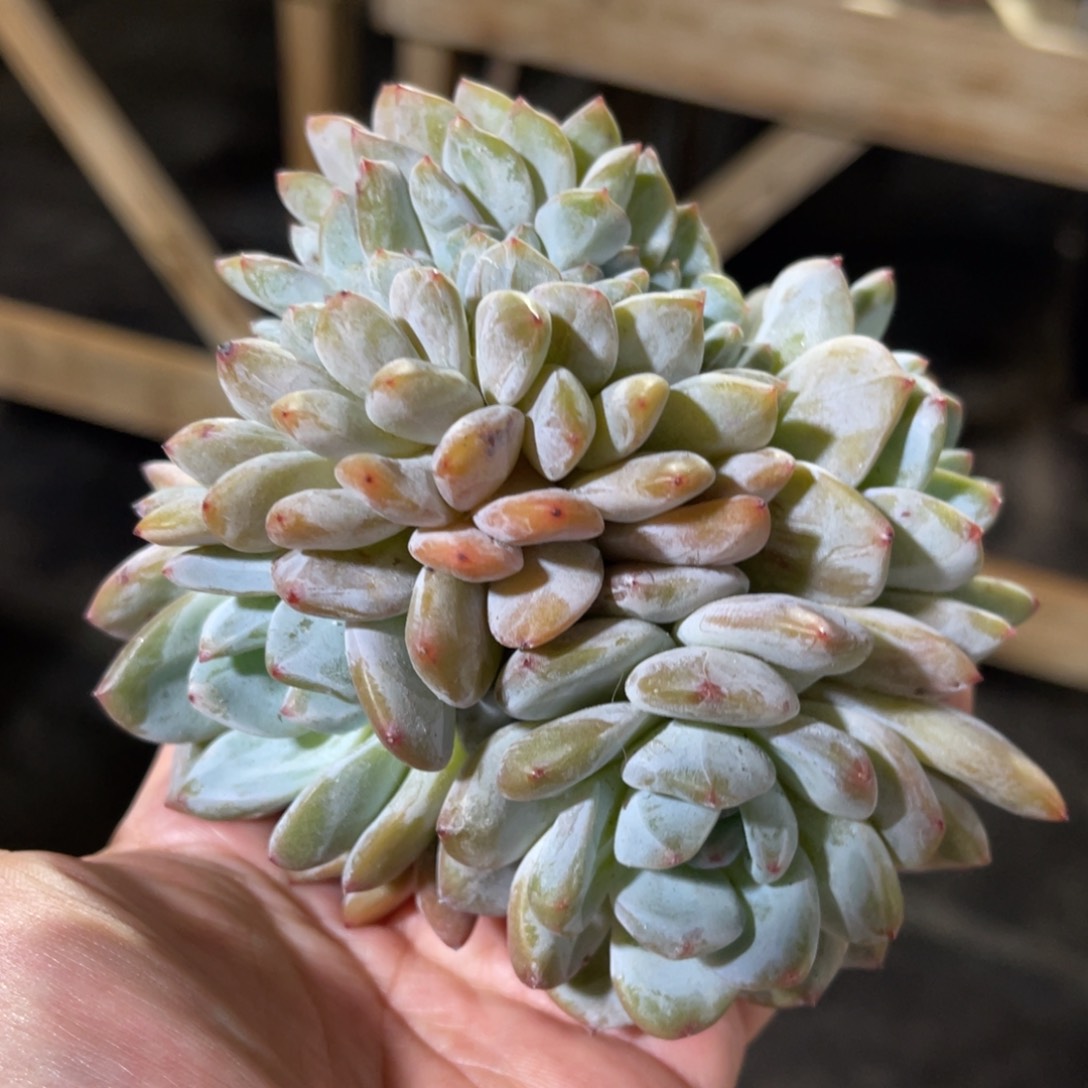 星影朵朵缀 一物一拍不支持退换