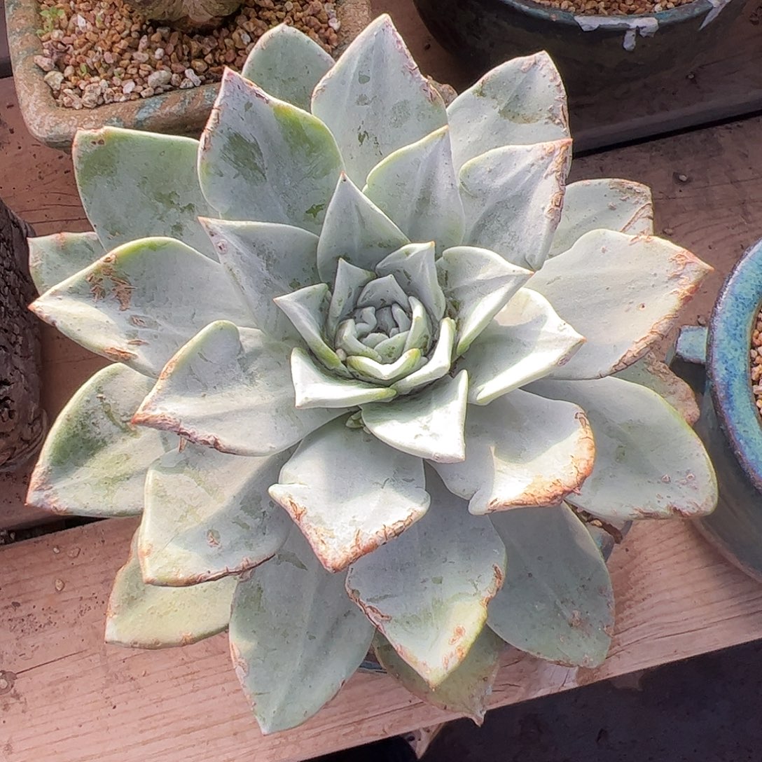 4989墨西哥大圆叶苹果叶