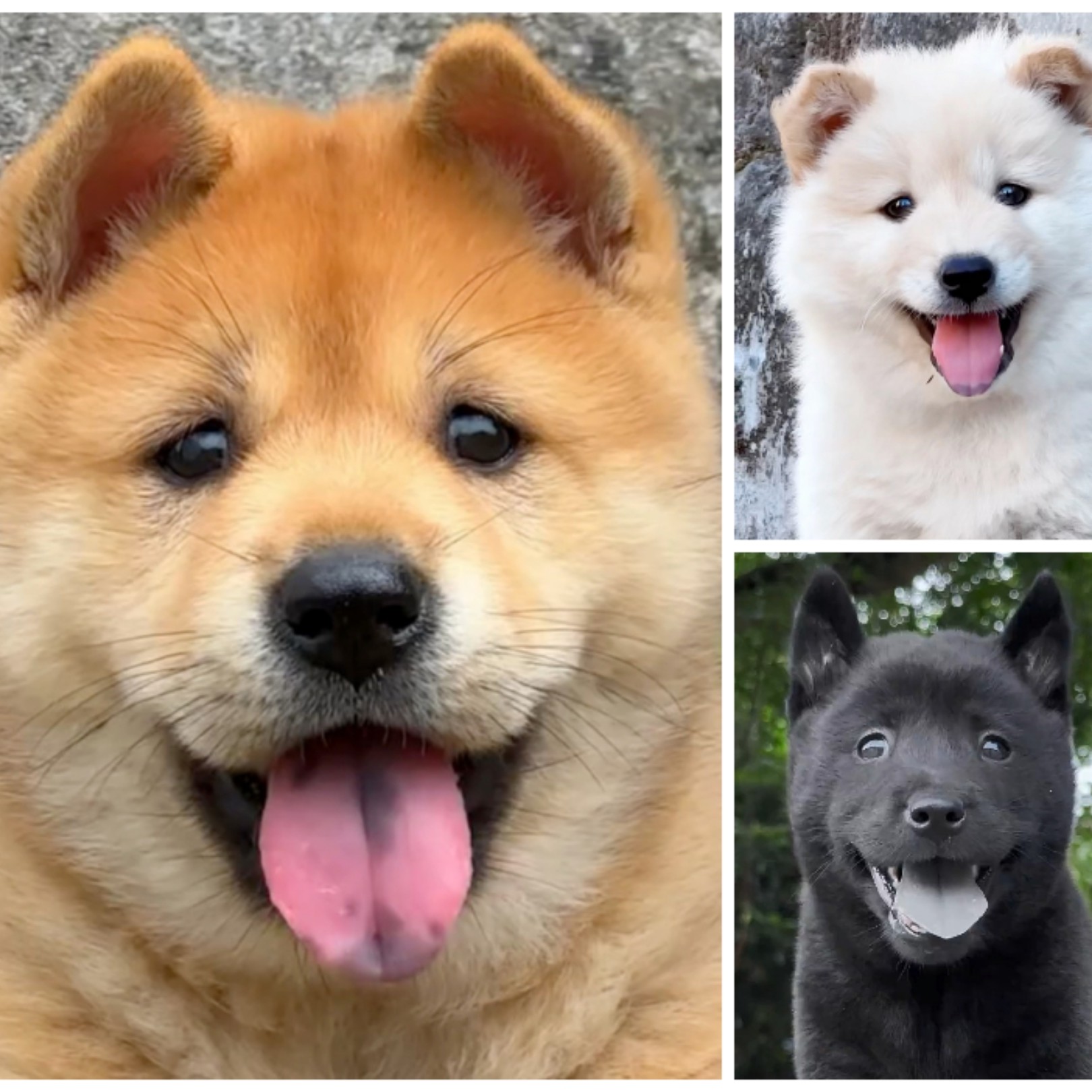 （老表专属）中华田园犬活体宠物多种毛色可选