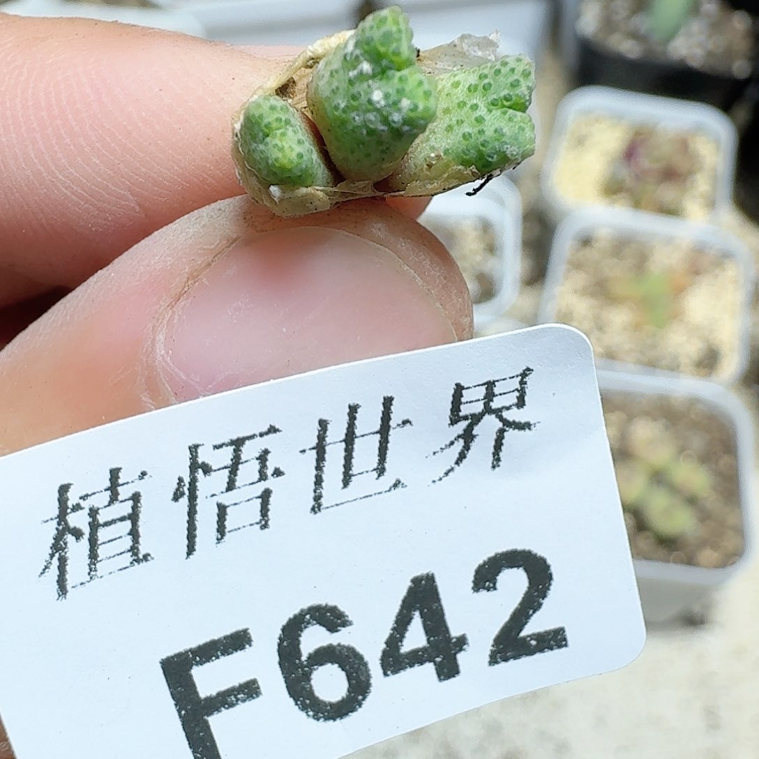 642号多肉植物哇c f