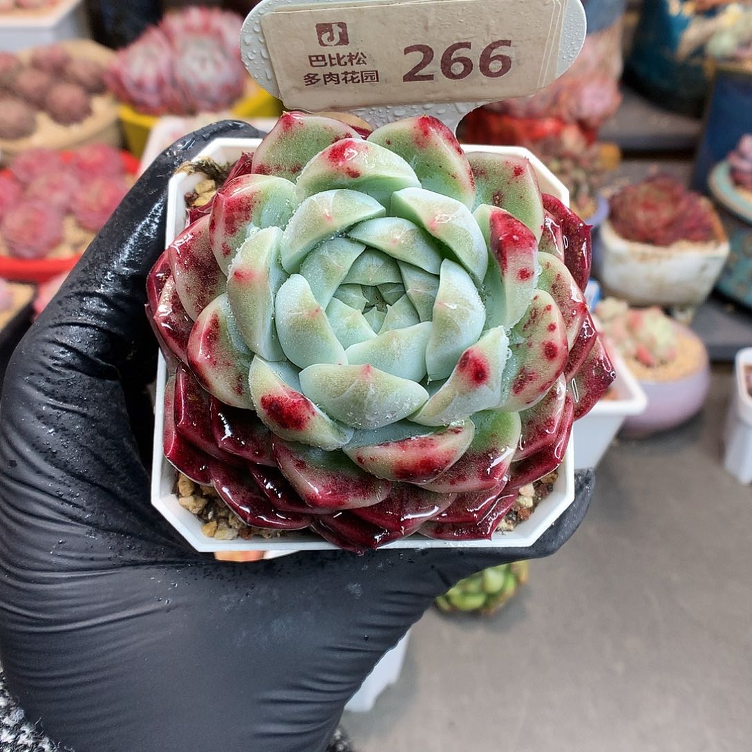 266 血斑珍妮糖心多肉