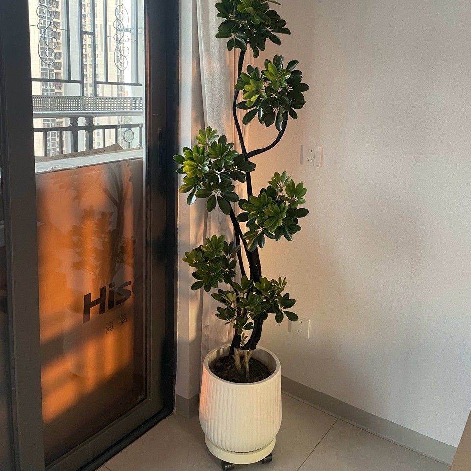 造型鸭脚木客厅绿植鸭掌木鹅掌柴室内落地式大盆栽四季常青绿植物