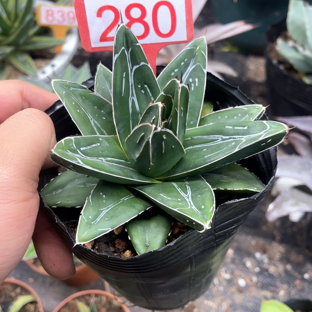 D型笹之雪龙舌兰