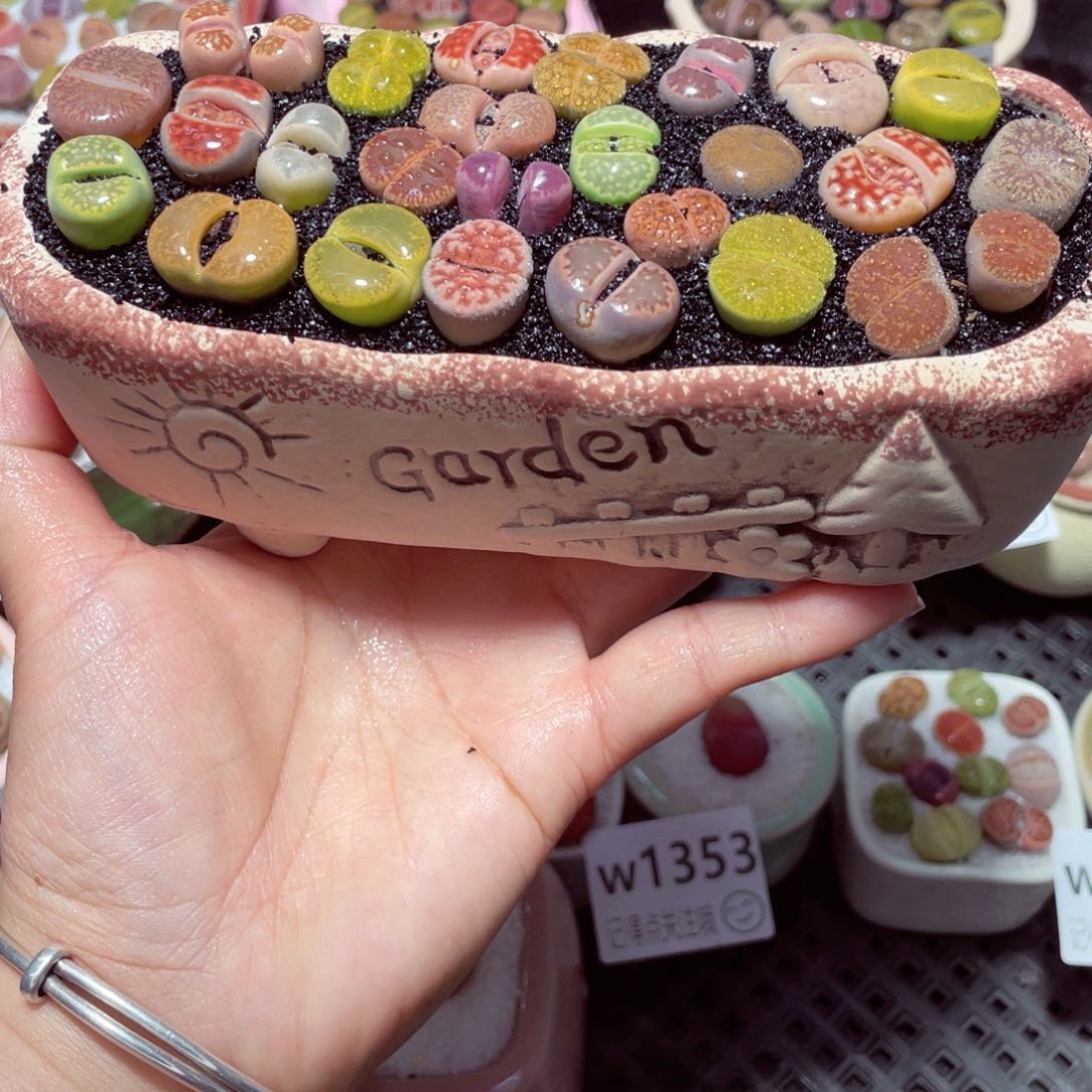 w1346 带盆土发货-零下地区拍保温箱