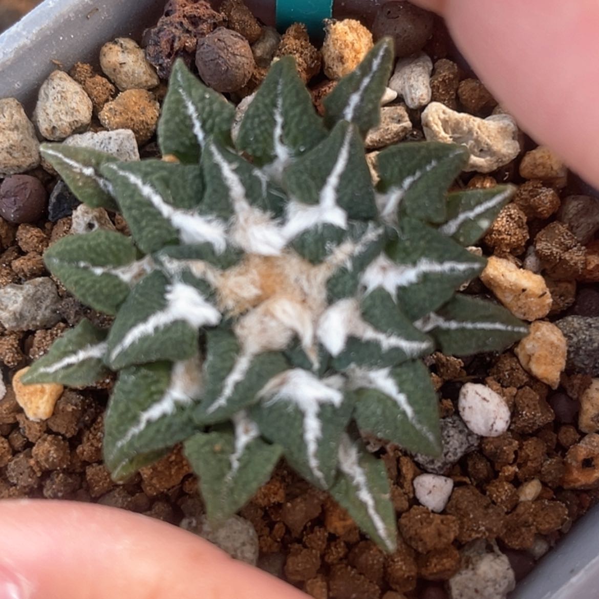 【闪购商品】实生黑牡丹