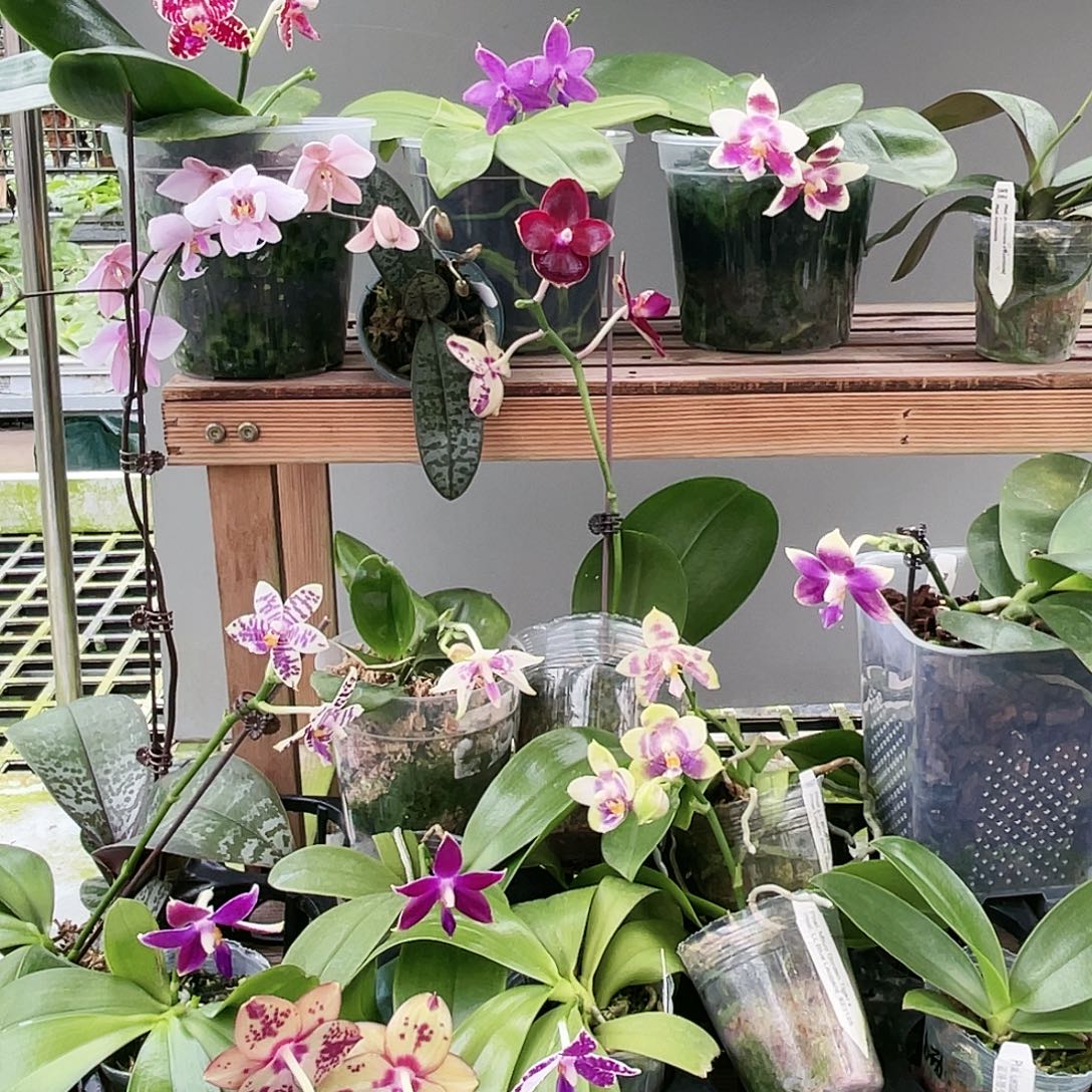 胖***啦当前无花栽培后可以开花