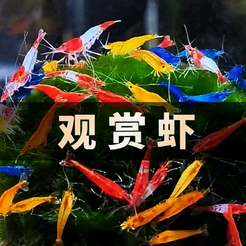 米虾单种小型观赏虾清洁淡水养殖草缸除藻饲养混养冷水套餐发货