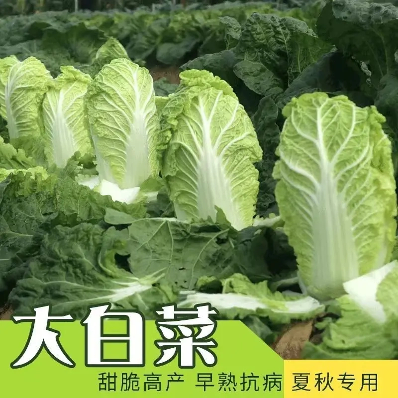 38斤越冬大白菜种子山东大白菜种籽大白菜种子抗病高产多叶白菜