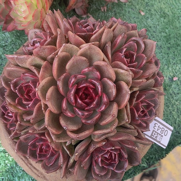 黑桃0843多肉植物