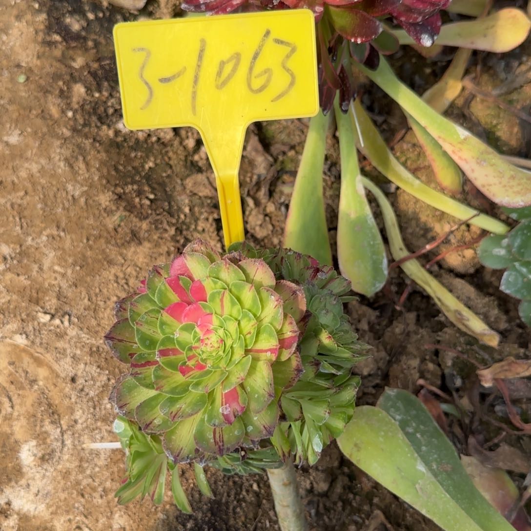 3-1063-+多头多肉植物