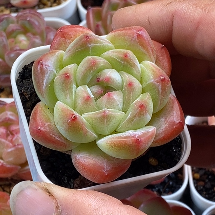 天官赐福百无禁忌