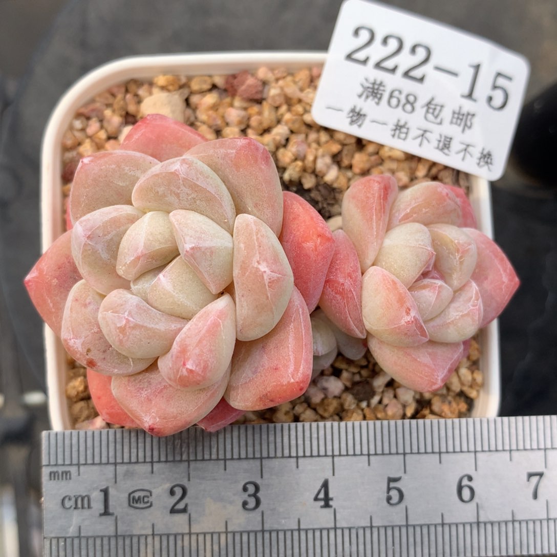 15。双头带崽冰玉。满六八包邮。